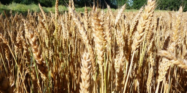 Saskatchewan: land of wheat... and innovation?